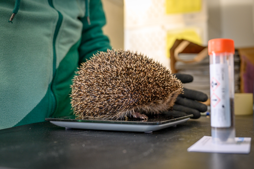 Die Igel werden regelmässig gewogen.